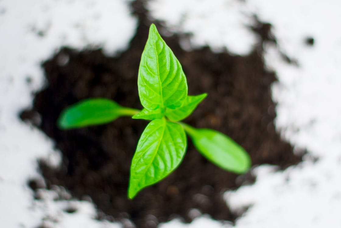 Construir a tu empresa mientras preservas la naturaleza 2